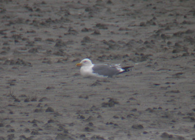 Mongolian Gull