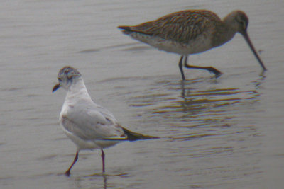 Saunders's Gull