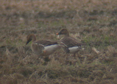 Taiga Bean Goose