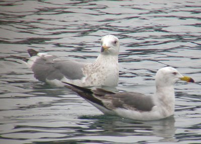 Vega (Herring) & Black-tailed Gulls