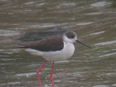 Black-winged Stilt