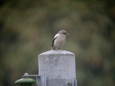 White-shouldered Starling