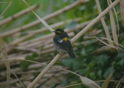 Narcissus Flycatcher