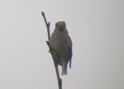 Hawfinch