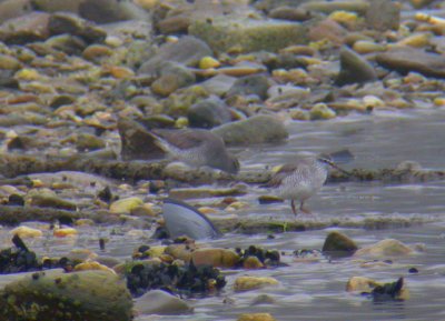 Gray-tailed Tattlers