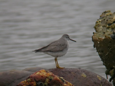 Gray-tailed Tattler