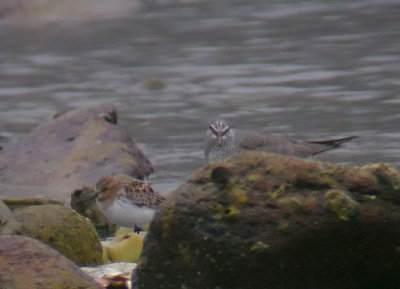 Gray-tailed Tattler & Red-necked Stint