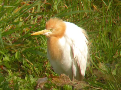 Cattle Egret