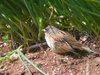 Black-faced Bunting