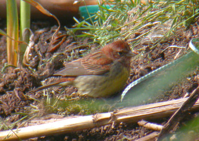 Chestnut Bunting