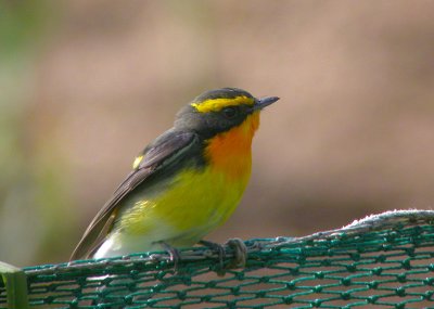 Narcissus Flycatcher