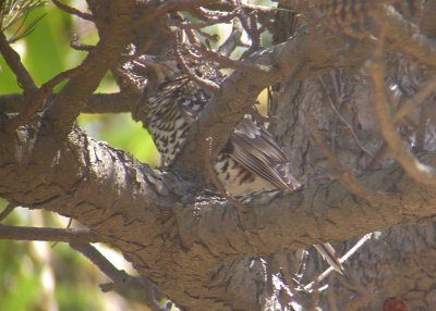 Scaly  (White's) Thrush