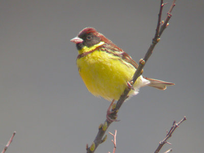 Yellow-breasted Bunting