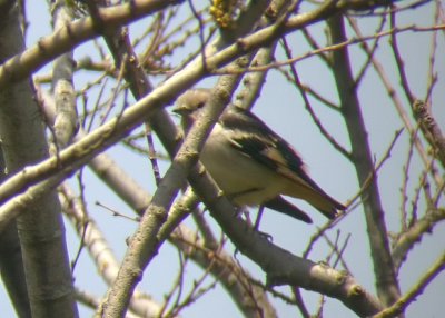 Daurian Starling