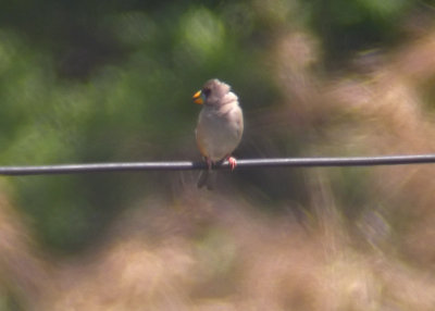 Chinese Grosbeak