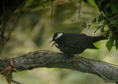 Siberian Thrush