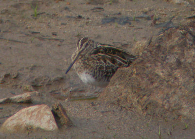 Swinhoe's Snipe