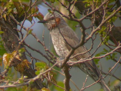 Brown-eared Bulbul