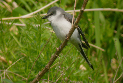 Ashy Minivet