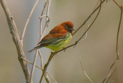 Chestnut Bunting