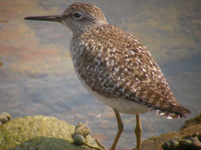 Wood Sandpiper