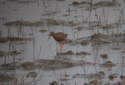 Spotted Redshank