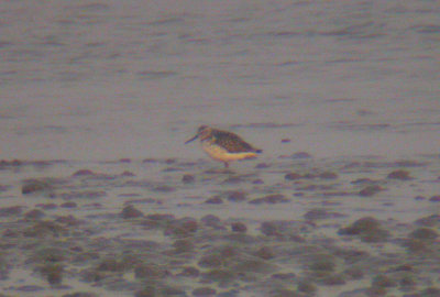 Nordmann's Greenshank