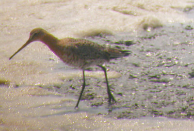 Black-tailed Godwit