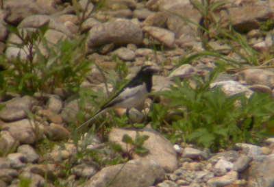 Japanese Wagtail