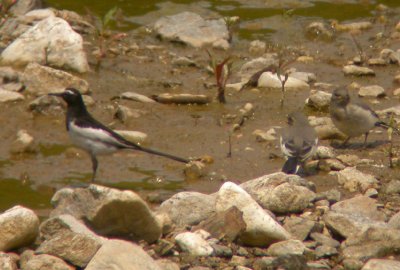 Japanese Wagtail