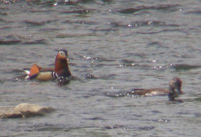 Mandarin Ducks