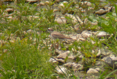 Long-billed Plover