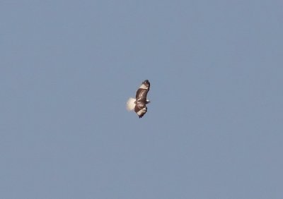Red-tailed (Krider's) Hawk