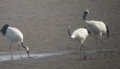 Red-crowned Cranes