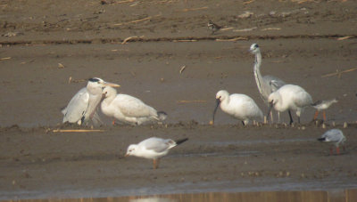 Eurasian Spoonbills and misc