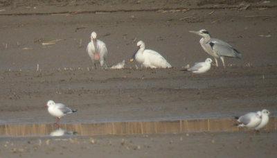 Eurasian Spoonbills and misc