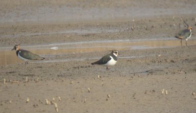 Northern Lapwings