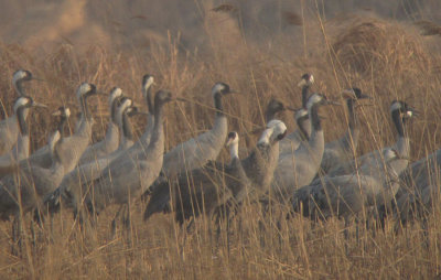 Hooded and Common Cranes