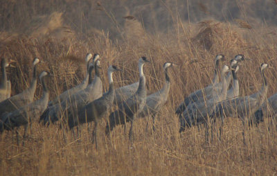 Hooded and Common Cranes