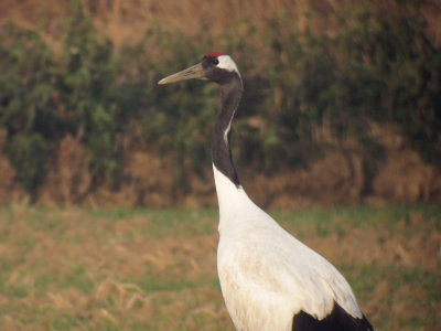 Red-crowned Crane