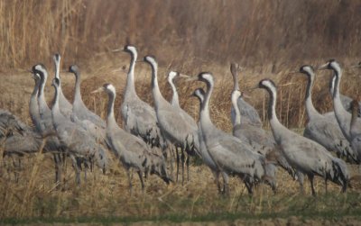 Common Cranes