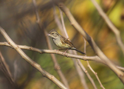 Black-faced Bunting