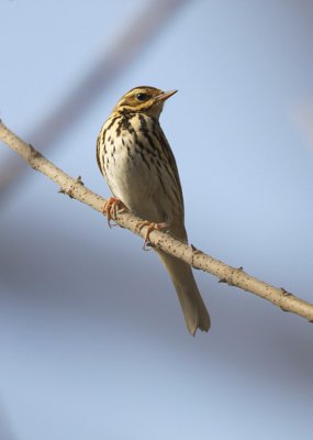 Olive-backed Pipit