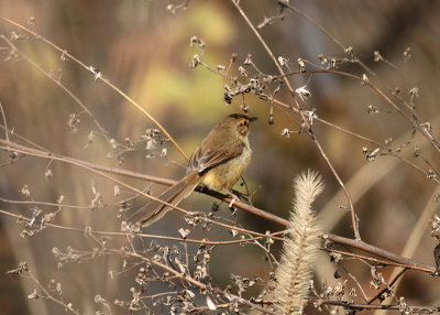 Plain Prinia