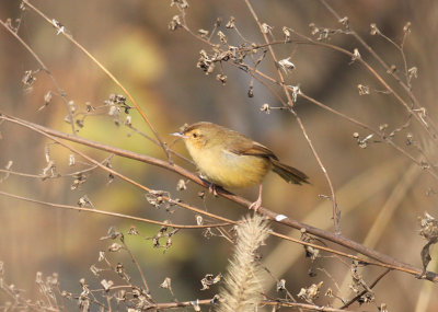 Plain Prinia