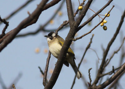 Light-vented Bulbul