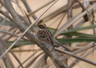 Yellow-throated Bunting