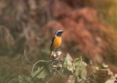 Daurian Redstart