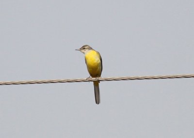 Gray Wagtail