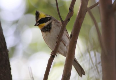 Yellow-throated Bunting